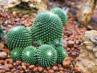 Cactus desert plant Mammillaria carnea Pandan ,Herbs Cacti Medicinal ,Autore Zucc Argomento della citazione tax, nov. Classificazione. Categoria tassonomica Specie Sinonimo Cactaceae Mammillaria villi