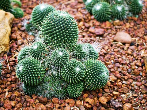 Cactus desert plant Mammillaria carnea Pandan ,Herbs Cacti Medicinal ,Autore Zucc Argomento della citazione tax, nov. Classificazione. Categoria tassonomica Specie Sinonimo Cactaceae Mammillaria villi