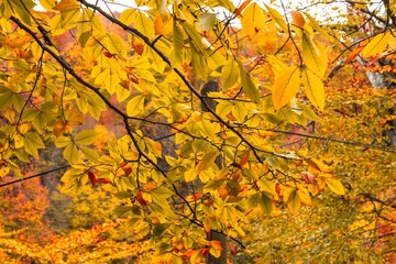 autumn leaves in the forest
