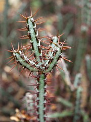 Closeup succulents cactus plants Euphorbia Aeruginosa Miniature saguaro Tiger pear,