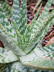 Hybrid Succulent Aloe Rauhii Has Bright ,Aloe Viper Pratensis ,Aloe Carmine ,Princess jack 