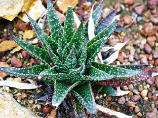Succulent plant Lace aloe ,Aristaloe aristata ,Aloe aristata 

