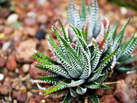 Succulent Zebra plant ,Haworthia Aloe Vera ,Pearl plant ,Zebra cactus ,Star window ,Cushion Aloe ,Haworthia fasciata South African succulent is family Asphodelaceae ,Attractive striped rosettes 