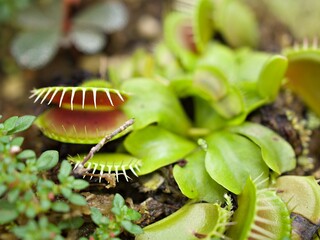 Closeup Venus flytrap ,Insectivorous plants ,Low Giant ,Dionaea muscipula ,needle-like-teeth ,venus...