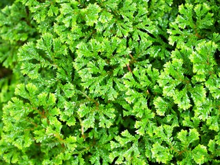 Green leaf of Selaginella Tamariscina moss plant ,Selaginella kraussiana Brownii ,Selaginellaceae...