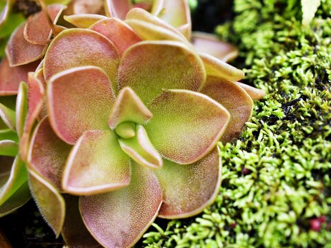 Closeup succulent plant purple flower Pinguicula moranensis Debbertiana Tina, grandiflora ,Mexican Butterworts Carnivorous flowering plants ,Hybrid between pinguicula agnate and zecheri ,Pirouette