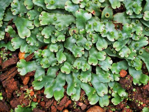 Closeup green leaf of Marchantia polymorpha ,Umbrella Liverwort ,Common liverwort 