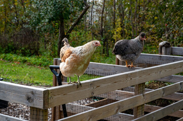 hen standing on garden compost Kumla Sweden