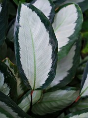 Macro green leaves foliage Calathea picturata argentea ,calatea plateada ,goeppertia tropical plants