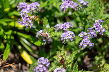 Honey Bee collecting pollen on purple flower close up