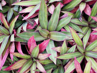 Succulent plant Tradescantia spathacea ,Rhoeo spathacea Swartz ,Commelinaceae 