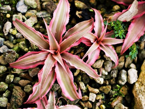 Succulent plant ,Pink star ,Cryptanthus Bivittatus pink Elaine ,Bromeliads ,Bromeliaceae ,Pink Starlite Starlight, Neoregelia hybrid 