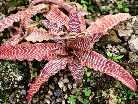 Succulent plant Cryptanthus Elan Elaine ,Bromeliads ,Black Mystic ,Earth star plant ,Cryptanthus Elaine 