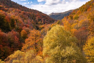 Fototapeta premium fall colors in the mountains