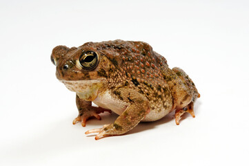 Texas toad // Texas-Kröte (Anaxyrus speciosus)