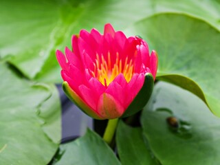 Water lily Nymphaea Nelumbo nucifera ,Indian lotus ,sacred lotus ,simple lotus