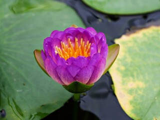 Water lily Nymphaea Nelumbo nucifera ,Indian lotus ,sacred lotus ,simple lotus