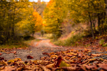 autumn leaves in the woods