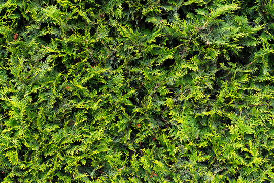 Closeup of green thuja occidentalis. Fresh green leaves, branches of thuja trees close up. Thuya twig occidentalis, evergreen coniferous tree. Chinese thuja. Conifer cedar thuja leaf green texture.