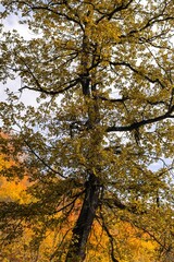 autumn trees in the park