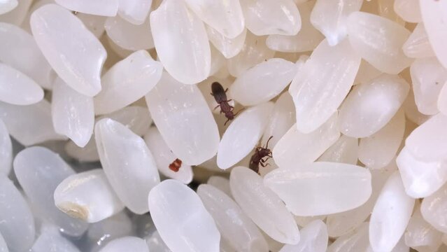 Rice weevils crawl and feed on white rice. Macro weevils close-up. Insect pests in food. Shooting 4k