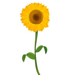 Illustrator of sunflower PNG format