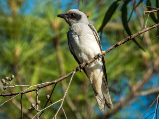 Black-faced Cuckooshrike in Queensland Australia