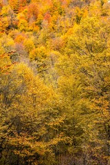 autumn leaves in the forest