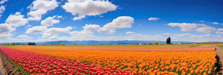 A Field of Colorful Tulips