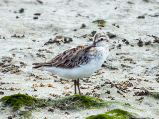 Broad-billed Sandpiper in Queensland Australia