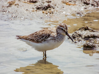 Broad-billed Sandpiper in Queensland Australia
