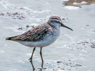 Broad-billed Sandpiper in Queensland Australia