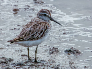 Broad-billed Sandpiper in Queensland Australia