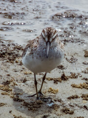 Broad-billed Sandpiper in Queensland Australia