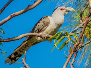 Channel-billed Cuckoo in Queensland Australia