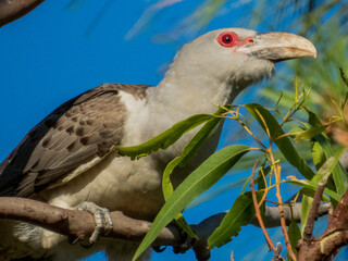 Channel-billed Cuckoo in Queensland Australia