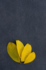 Yellow autumn leaves on dark grey background, with copy space