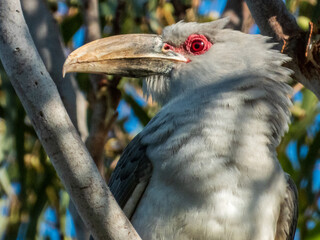 Channel-billed Cuckoo in Queensland Australia