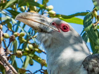 Channel-billed Cuckoo in Queensland Australia