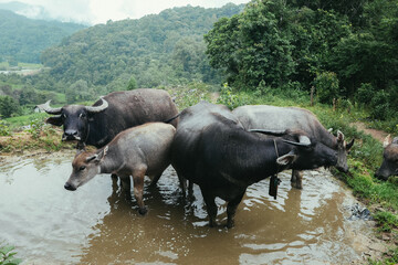 Buffalo on A rice field in Chiang Mai, Thailand. Water Buffalo in Mud on Farm. Buffalo photograph on the mountains background.