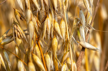 Ripe oats on the field close-up. Golden oat grains natural background