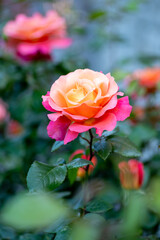 Single peach colored rose in a garden on a blurry background