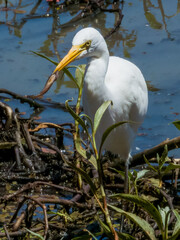 Intermediate Egret in Queensland Australia