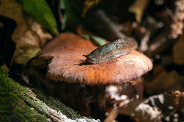 Mushroom with slug in autumn forest