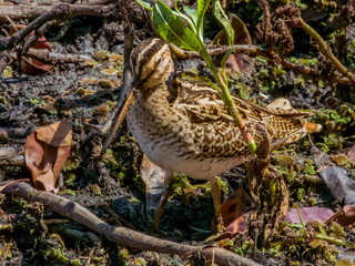 Latham's Snipe in Queensland Australia