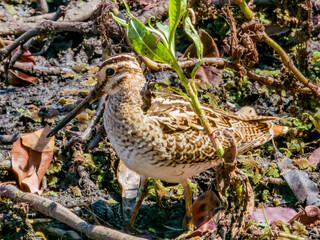 Latham's Snipe in Queensland Australia