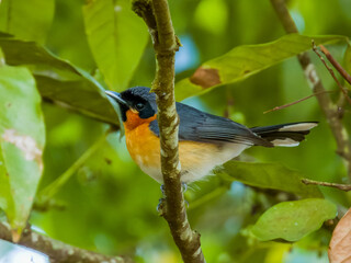 Spectacled Monarch in Queensland Australia