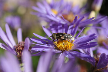 Eristale sépulcrale (Eristalinus sepulchralis)
Eristalinus sepulchralis on an unidentified flower or plant
