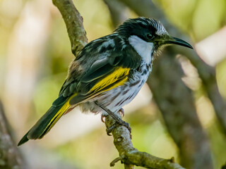 White-cheeked Honeyeater in Queensland Australia