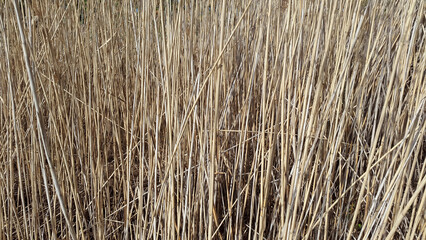 Dry grass. Dry grass stems. Dead reed. Dry grass background